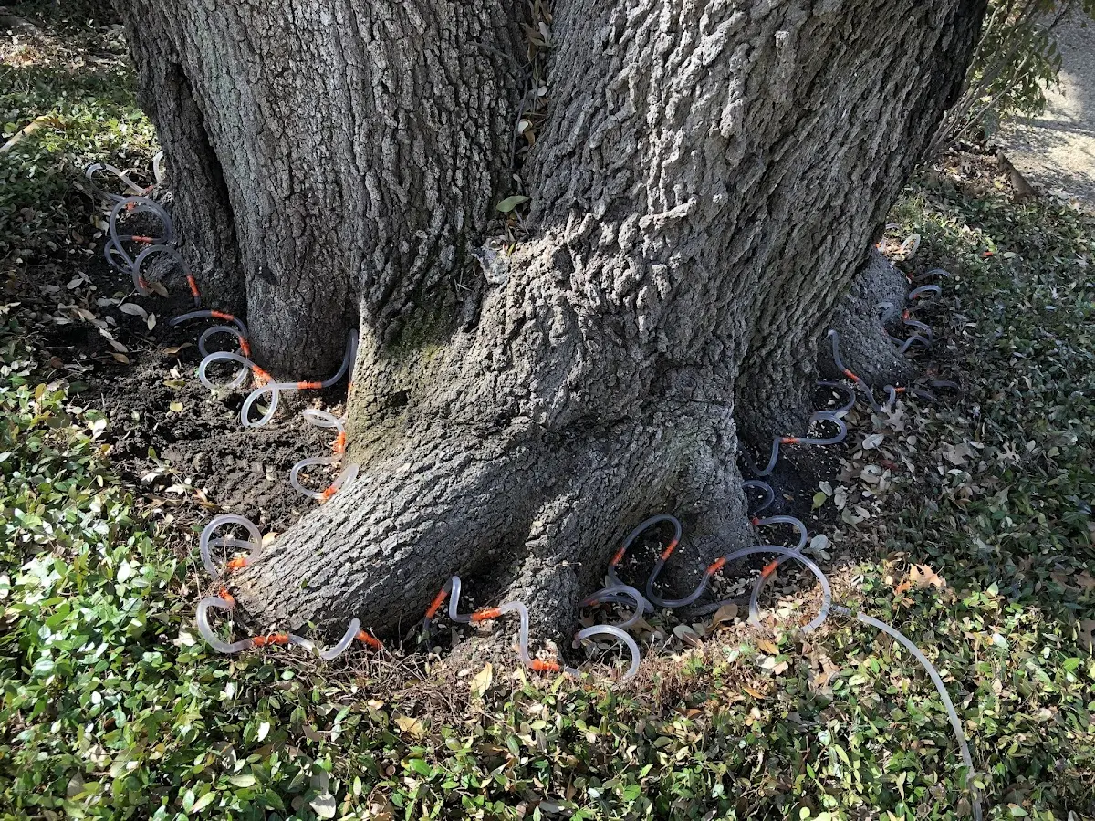 Detailed Tree Cabling and Bracing job site in Minot Afb