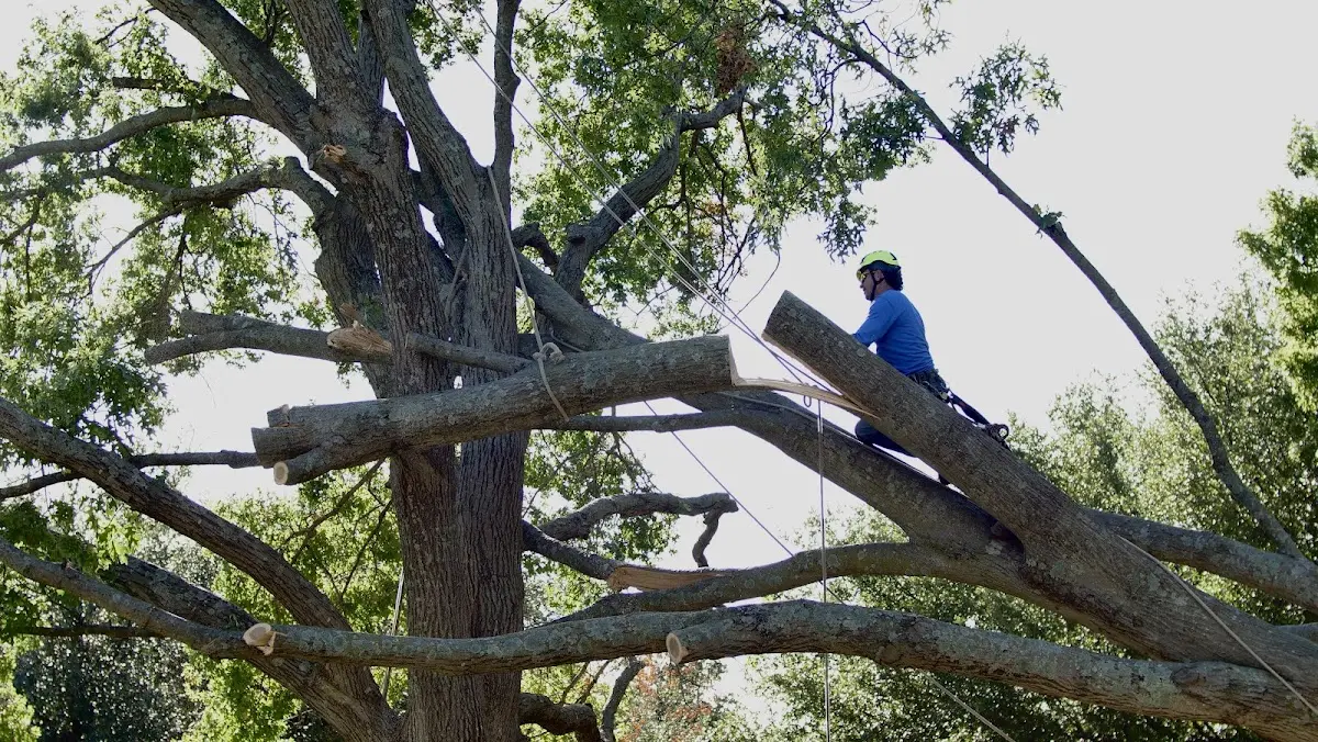 Professional Crown Thinning performed by certified arborists in Minot Afb