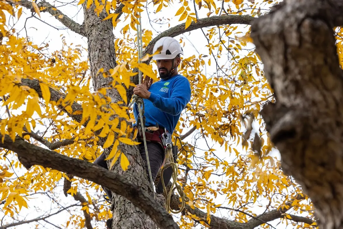 Skilled Tree Planting crew working in Minot Afb